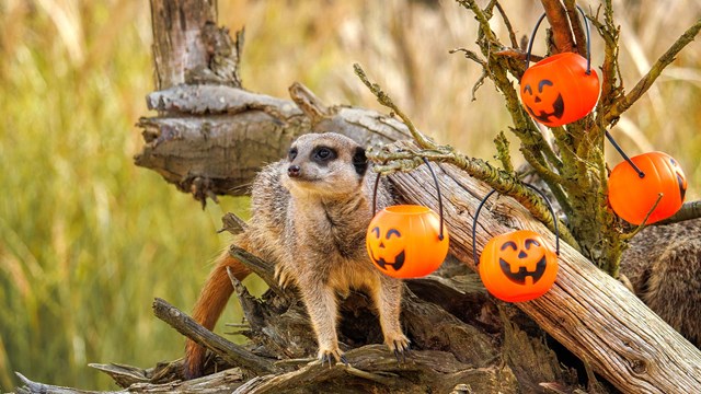 Image of meerkat with pumpkins cropped for web desktop banner landscape 1920x1080