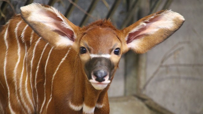 Image of bongo baby looking at camera cropped for web desktop landscape 1920x1080