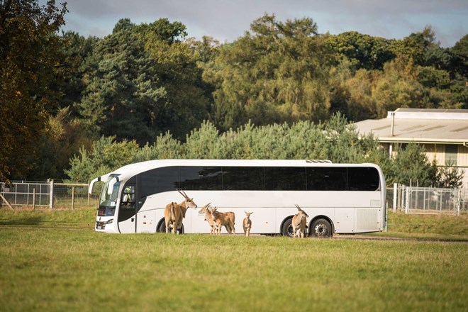 Image of coach and antelopes