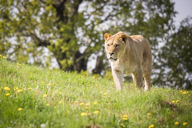 A lion at Woburn walking across a sunny hill