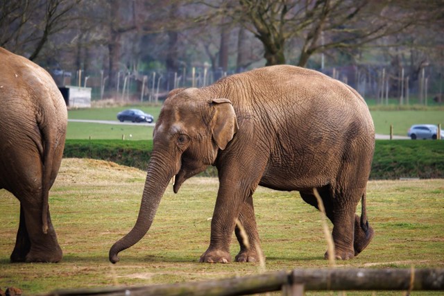 Female Asian Elephant Tarli walks through her enclosure in Woburn Safari Park