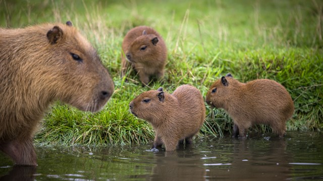 Image of capybara babies sep 24 web 1920x1080