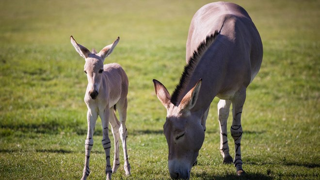 Image of wild ass foal sep 24 wsp 28 (1) cropped for web desktop landscape 1920x1080