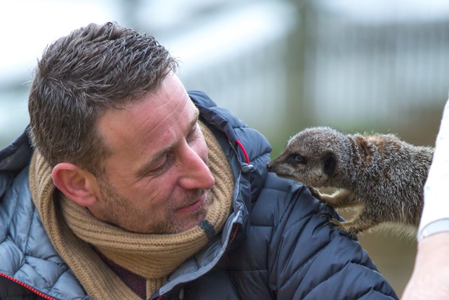 Meerkat climbs onto man's shoulder during a VIP Meerkat Experience 